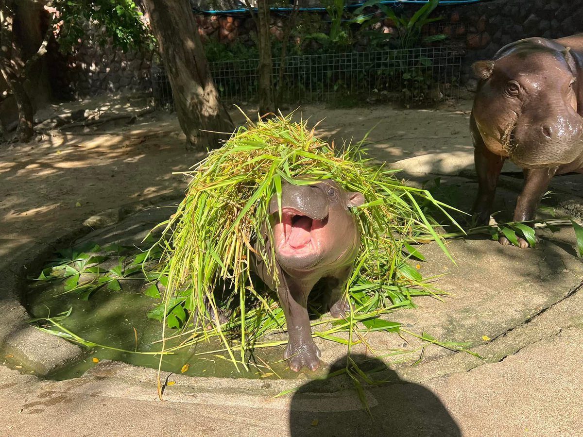and_khamoo's tweet photo. แม่ หนูโดนแกล้งอีกแล้ว

#hippo #PygmyHippo #ขาหมูแอนด์เดอะแก๊ง #หมูเด้งจะเด้งกี่โมง #Moodeng #พี่ขาหมู #สวนสัตว์แปลกเขาเขียว https://t.co/zoWDaz1TUN