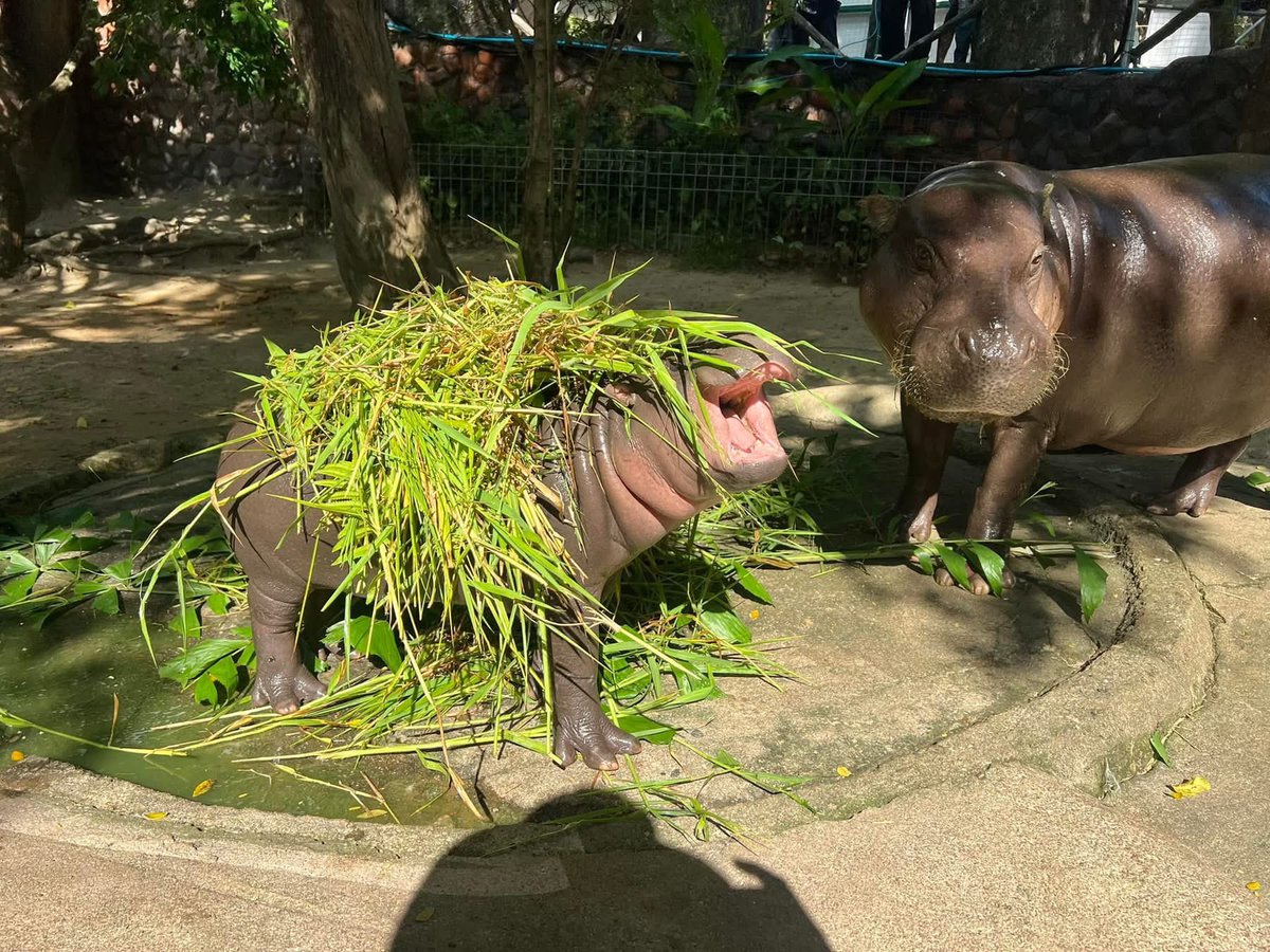 and_khamoo's tweet photo. แม่ หนูโดนแกล้งอีกแล้ว

#hippo #PygmyHippo #ขาหมูแอนด์เดอะแก๊ง #หมูเด้งจะเด้งกี่โมง #Moodeng #พี่ขาหมู #สวนสัตว์แปลกเขาเขียว https://t.co/zoWDaz1TUN