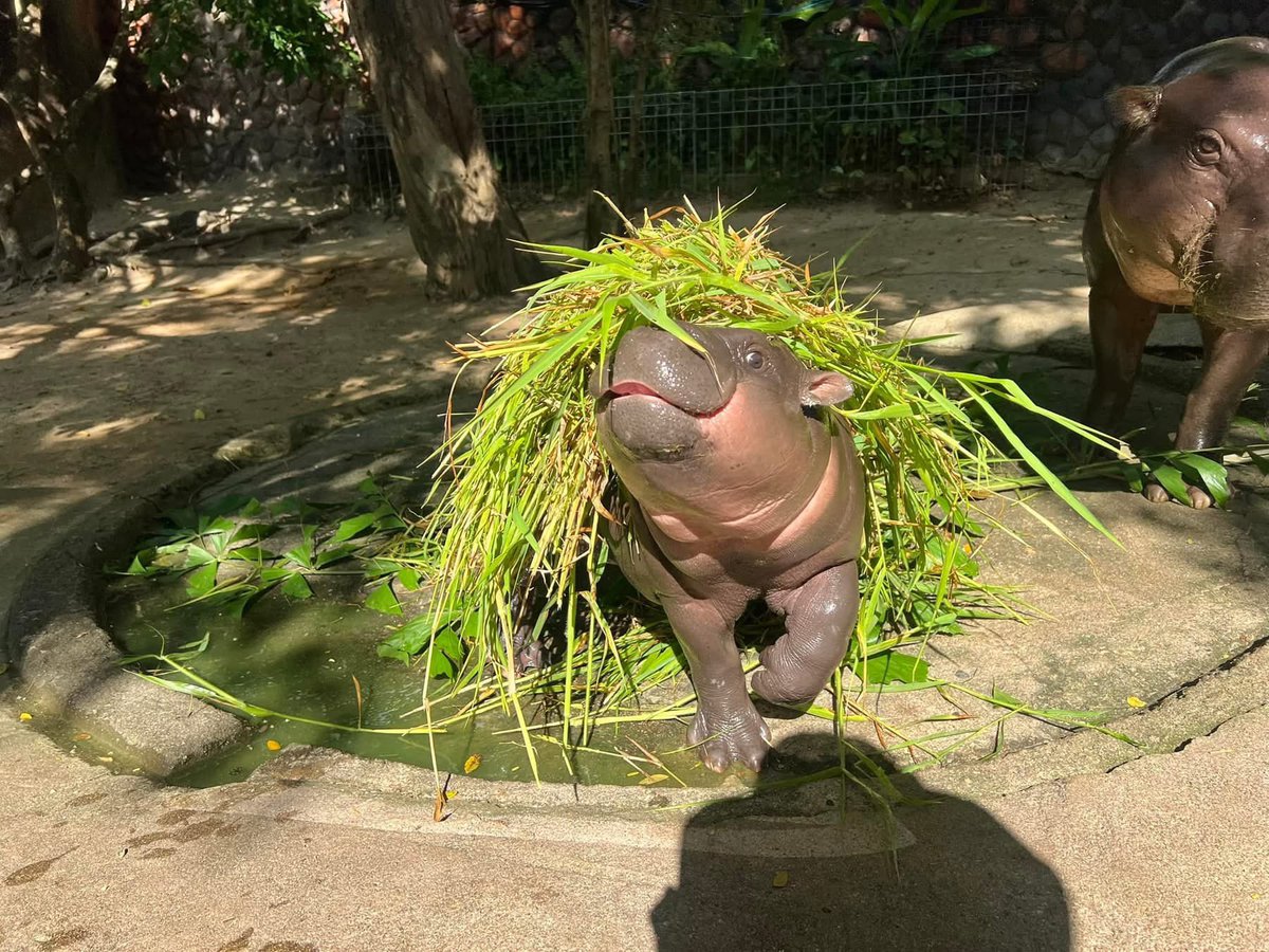 and_khamoo's tweet photo. แม่ หนูโดนแกล้งอีกแล้ว

#hippo #PygmyHippo #ขาหมูแอนด์เดอะแก๊ง #หมูเด้งจะเด้งกี่โมง #Moodeng #พี่ขาหมู #สวนสัตว์แปลกเขาเขียว https://t.co/zoWDaz1TUN