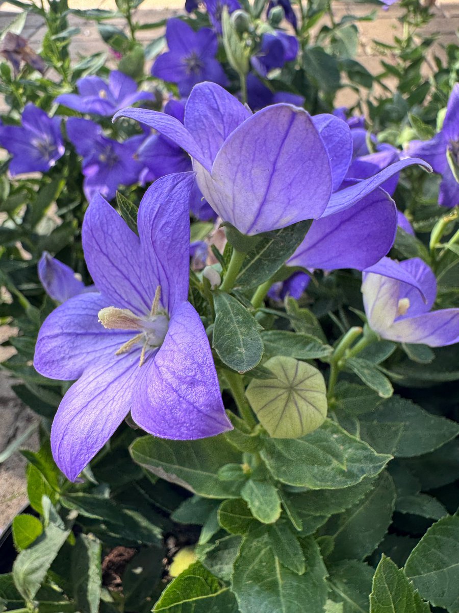 EckardsGarden's tweet photo. Balloon flowers opening up in our forecourt this week. This sweet little summer perennial grows in a mostly sunny spot and stays around 15cm high with large flowers 🌸 #eckardsgarden #platycodon https://t.co/CYoXjmNqYE