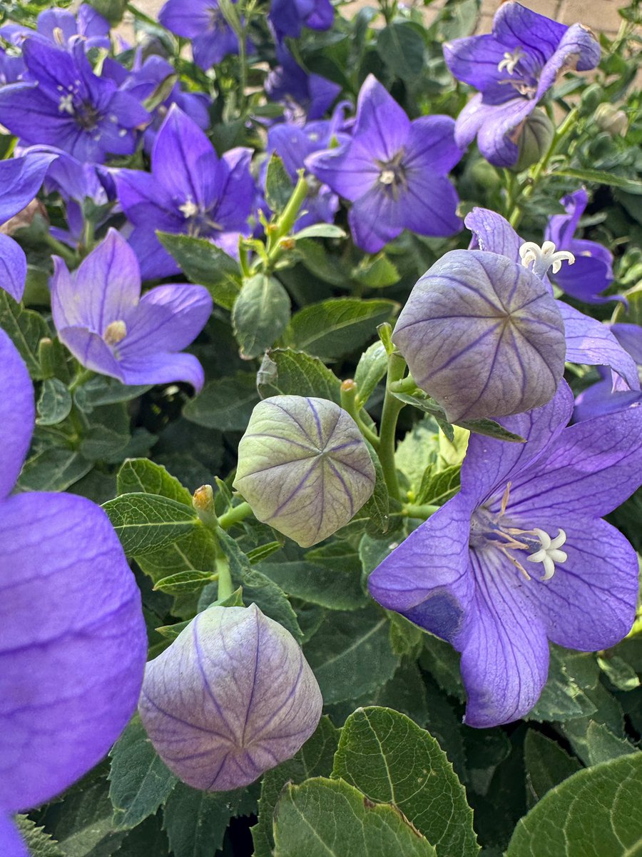 EckardsGarden's tweet photo. Balloon flowers opening up in our forecourt this week. This sweet little summer perennial grows in a mostly sunny spot and stays around 15cm high with large flowers 🌸 #eckardsgarden #platycodon https://t.co/CYoXjmNqYE