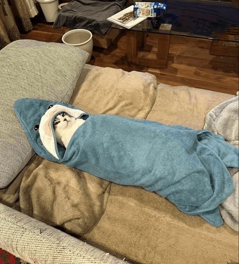 PunchingCat's tweet image. did he choose to sleep like that?