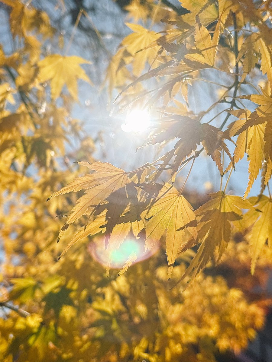 mego893's tweet photo. 紅葉🍁 https://t.co/KC71PGFq8q