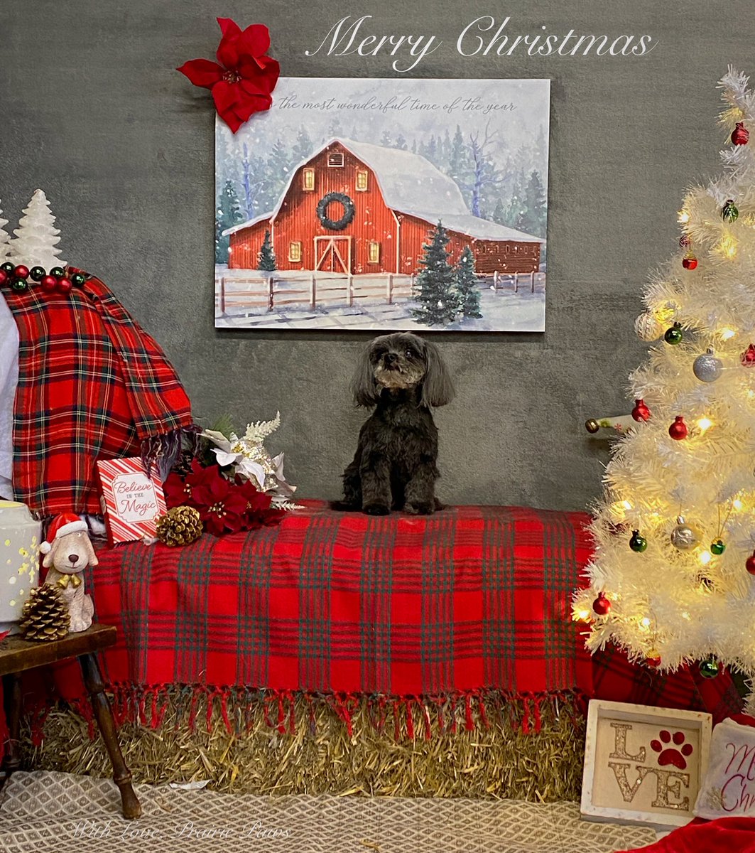 CaraSouthpaw's tweet photo. I love my job! ❤️#dogs #Christmas https://t.co/QER1EIksU0