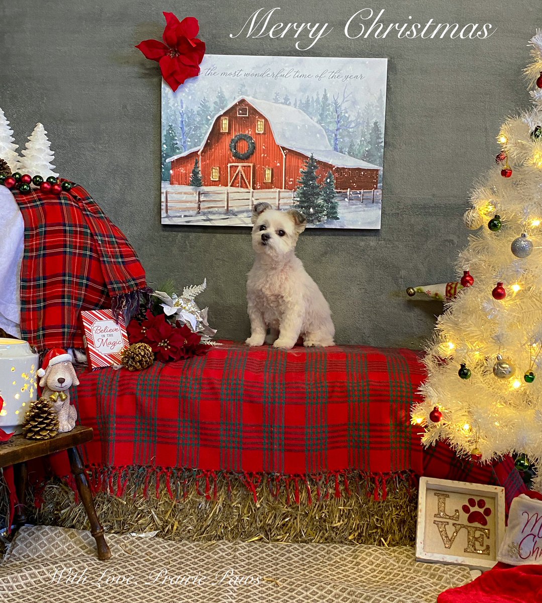 CaraSouthpaw's tweet photo. I love my job! ❤️#dogs #Christmas https://t.co/QER1EIksU0