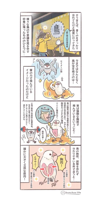 先月上野国立科学博物館の鳥展に行き、鳥の胸筋について理解を深めました
#文鳥 
#4コマ漫画

※2025文鳥カレンダー販売中!
SUZURIグッズも追加しました!
ハイライトから見てね✨ 