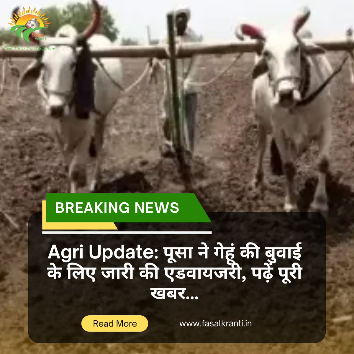 Fasal_Kranti's tweet photo. Agri Update: पूसा ने गेहूं की बुवाई के लिए जारी की एडवायजरी, पढ़ें पूरी खबर...
#agri #agriupdate #pusa #wheat #wheatsowing #agriculture #fasalkranti 
https://t.co/cSgFFCK4D8 https://t.co/Z1YFizU57k