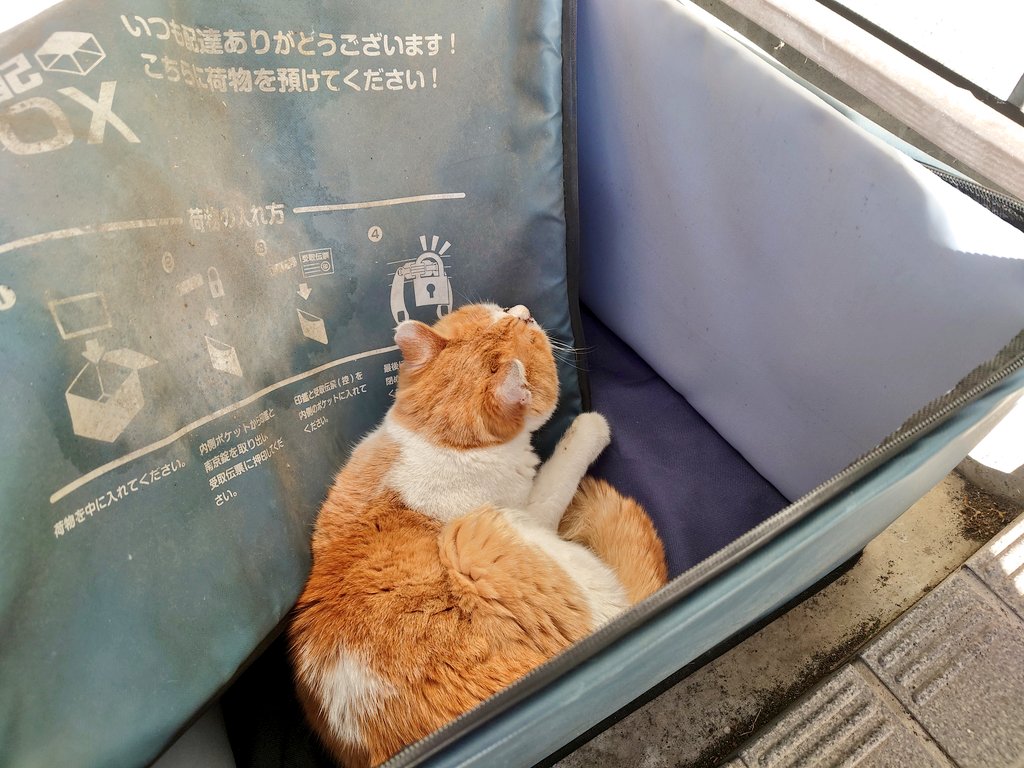 elle_servant's tweet photo. えっえっ？？？
我家の個人宅配ボックスに猫ちゃん届いてたんですが… https://t.co/E3hZi2MsUo