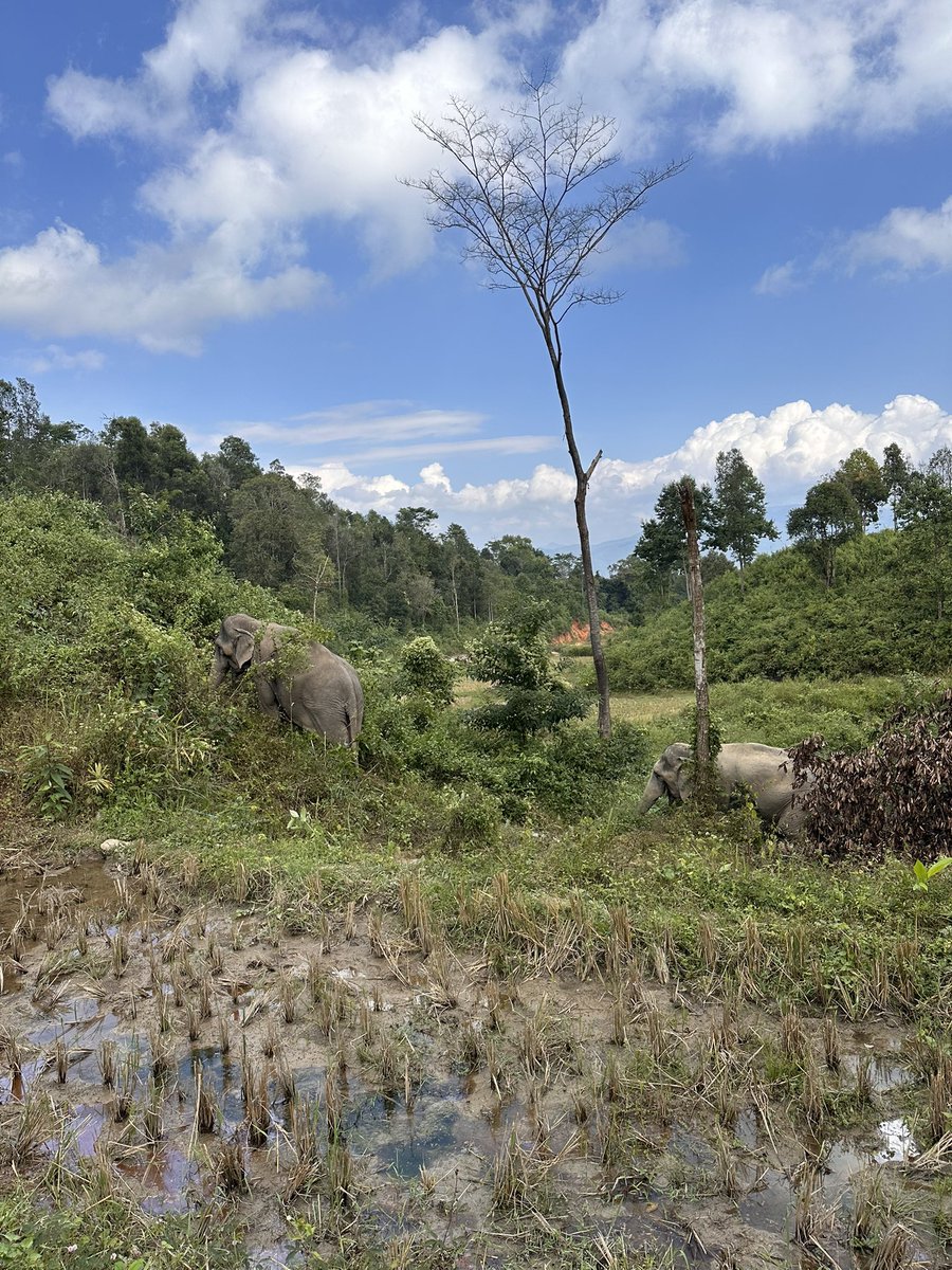 mo_pv's tweet photo. 30’s drop: India 🇮🇳 - Thailand 🇹🇭 - amigos 🐘 https://t.co/58GqnqsV4R