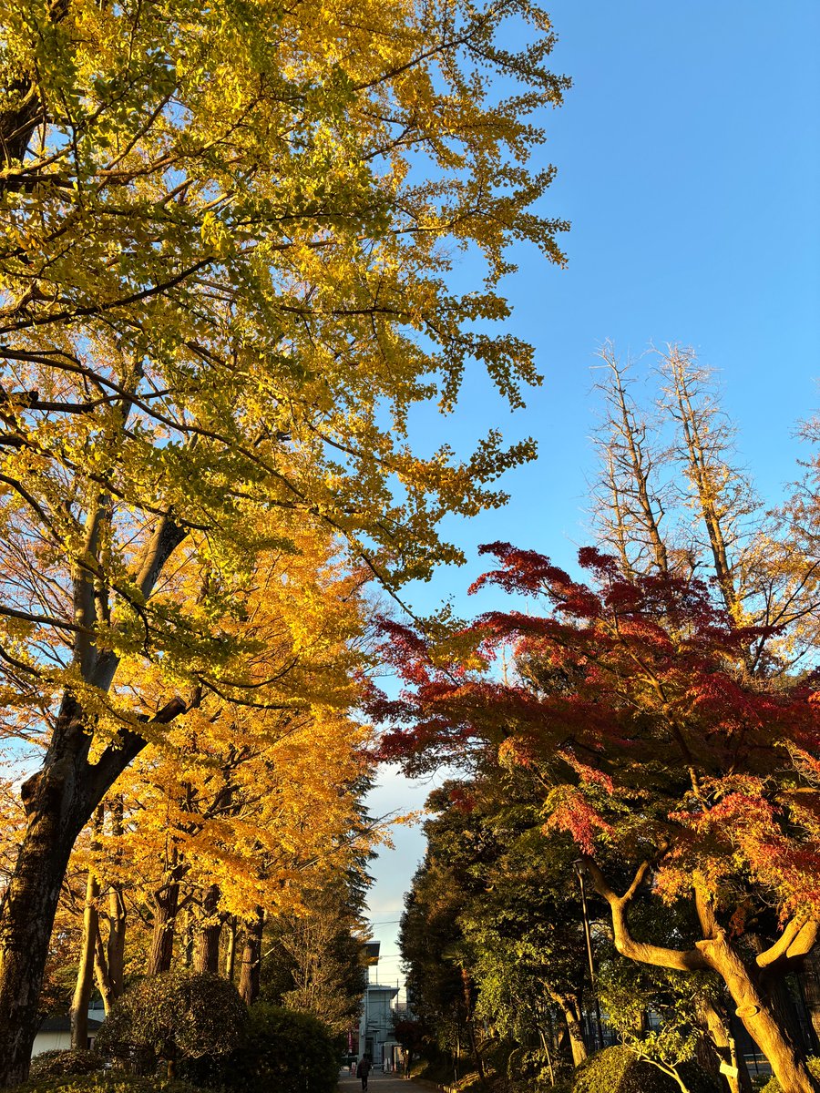 紅葉真っ盛りです
#石神井松の風文化公園 
#紅葉