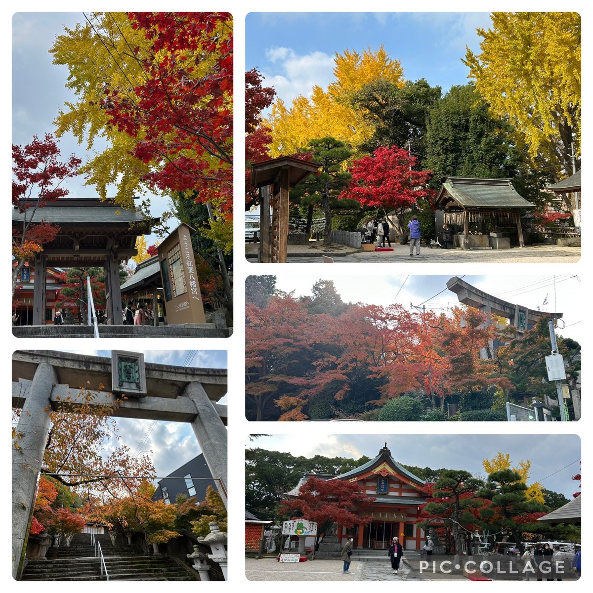 ramrei29's tweet photo. 良い感じの紅葉八幡宮🍁 https://t.co/gpVWmJLd6s