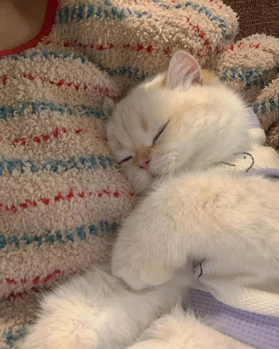 Cat 🐈 tweet media