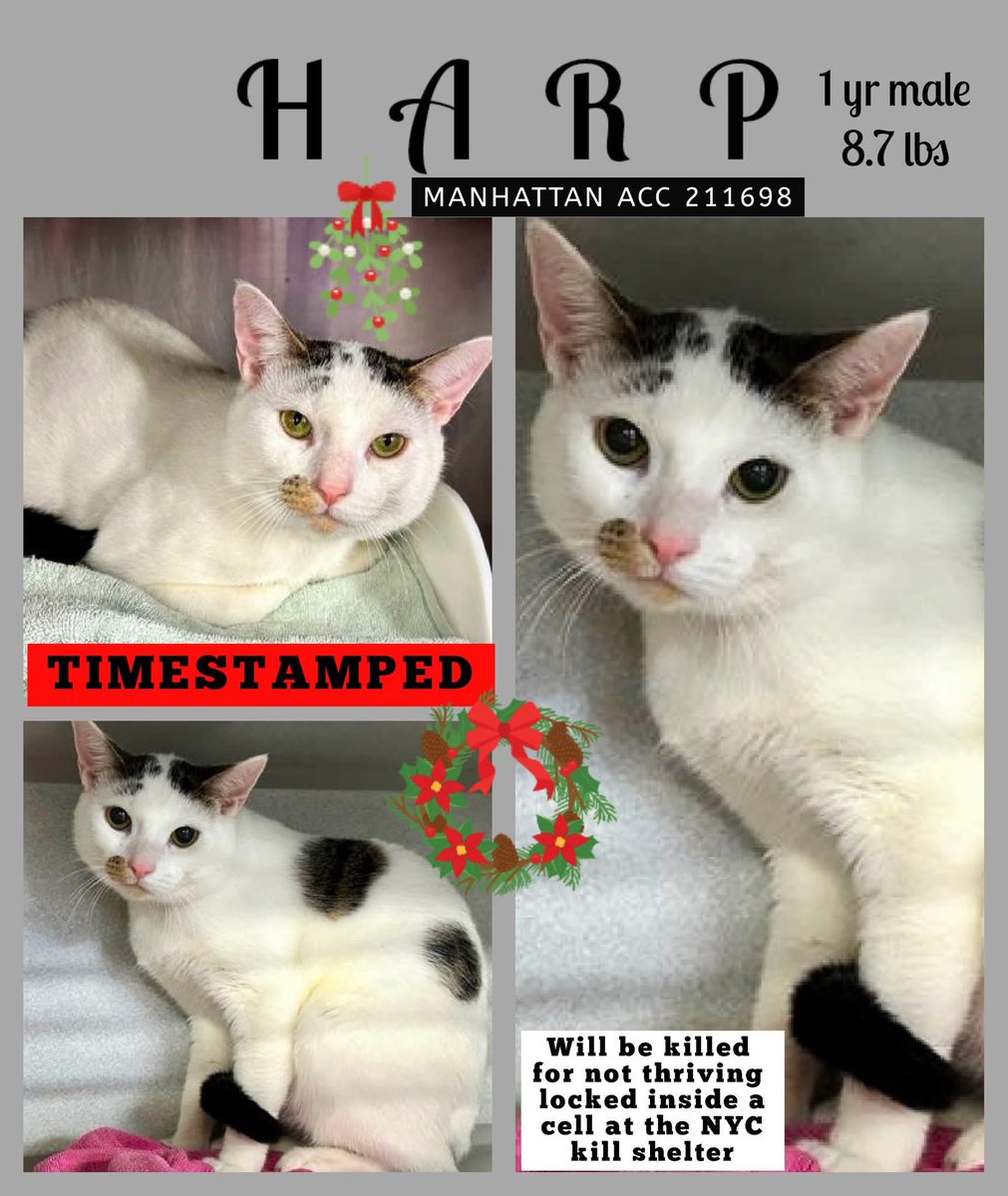 Please RT-adopt-foster! 🆘

HARP is on the “emergency placement” list at #ACCNYC and needs out of the shelter by 12 NOON 12/7!

#URGENT #NYC #CATS #NYCACC #TeamKittySOS #AdoptDontShop #CatsOfTwitter 
newhope.shelterbuddy.com/Animal/Profile…