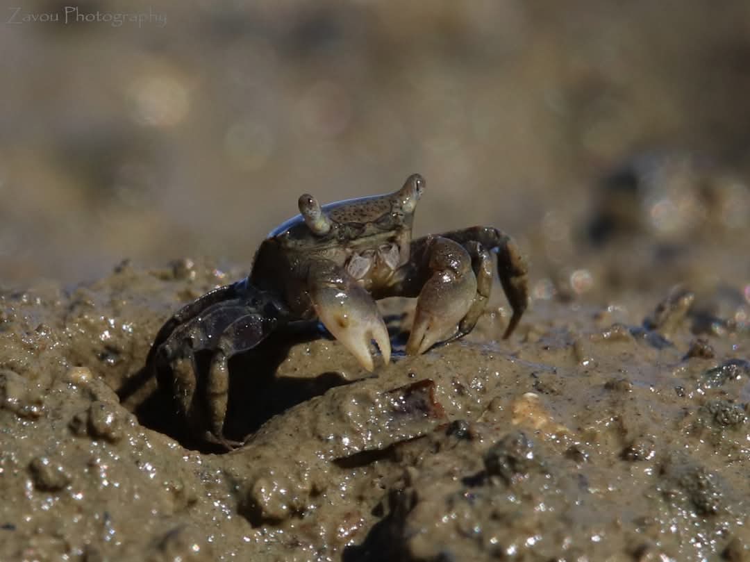 Jonathan Zavou 🎨📷 tweet media