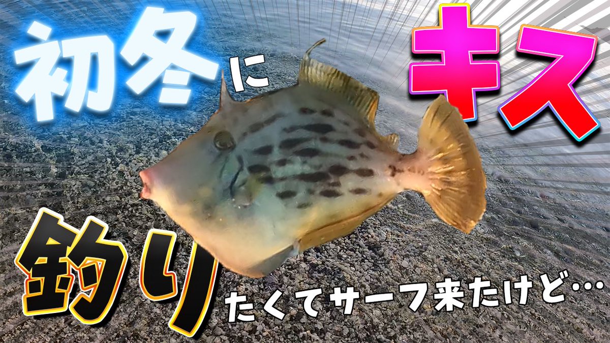 OSGcamp's tweet photo. キス釣り調査に来たんだが…肝パンパンのデカカワハギが連発…！？ #カワハギ #キス釣り #肝醤油 https://t.co/lmlG30vDXG @YouTubeより https://t.co/8Wj2LhAq0Y