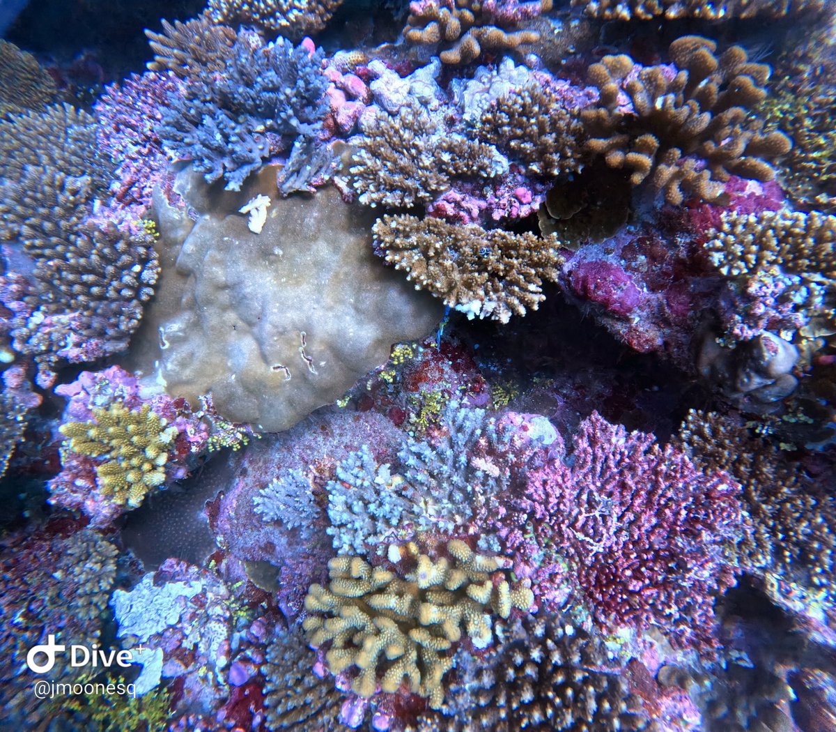 JamesMoonLaw's tweet photo. Reef drift diving Laamu, Maldives, Six Senses. Absolutely paradise. 5* laid back, luxury.

#scuba, #travel #sixsenses #Maldives #holiday #vacation #resort #dive https://t.co/v6vhzLX8JG