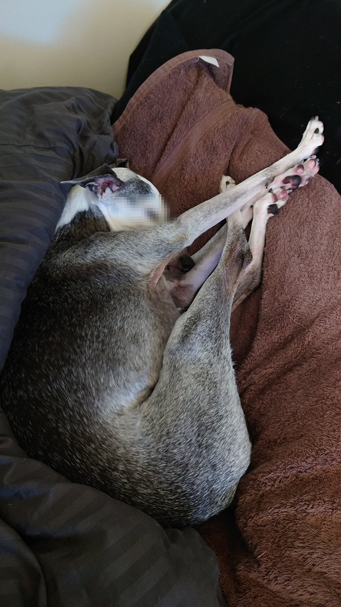 散歩しに来ました。

同居犬のヤマシタ(♂16才)も誘ってみましたが、起きませんでした。