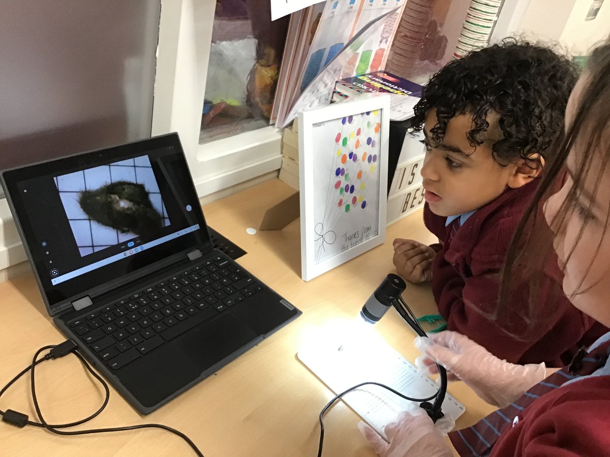 Year 4 scientists examined owl pellets, discovering bones of mice, voles, and shrews! 🦉🔬 They sorted and classified them while exploring predator vs. prey. #ScienceSkills #CuriousMinds
