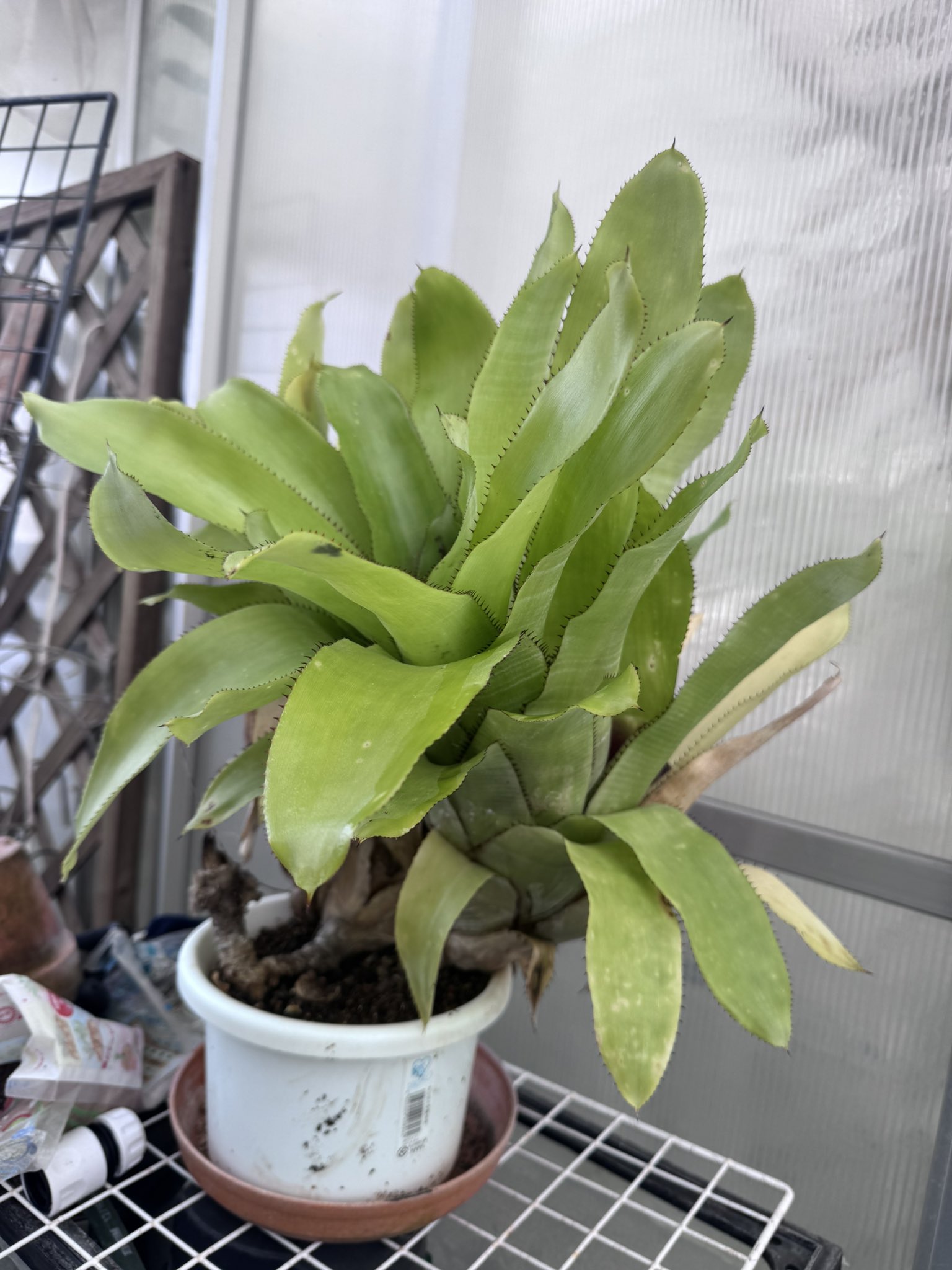 ケスネリア - Search / X