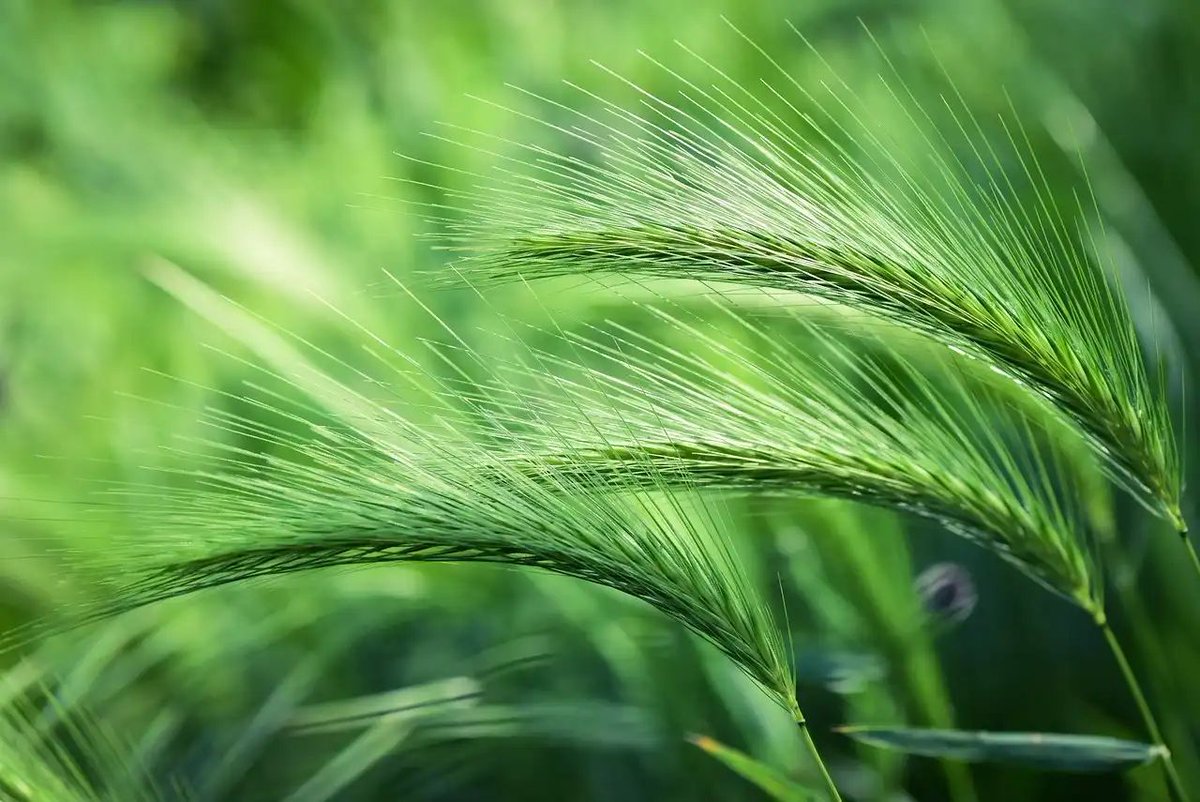 Global Plant Council (@gpc_enespanol) on Twitter photo Científicos arrojan luz sobre una carrera armamentista entre la cebada y un hongo buff.ly/41iOwhh via <a href="/IPB_Halle/">Leibniz Institute of Plant Biochemistry Halle</a> #PlantHealth Científicos arrojan luz sobre una carrera armamentista entre la cebada y un hongo buff.ly/41iOwhh via <a href="/IPB_Halle/">Leibniz Institute of Plant Biochemistry Halle</a> #PlantHealth
