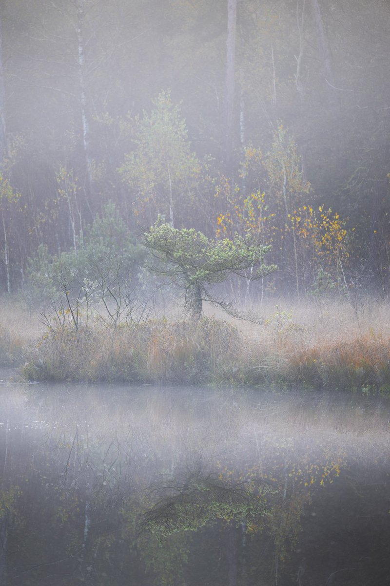 Autumn mornings are so lovely 🥰 #Nature #Mist #Tree #Fog #Outdoors #Reflection #Morning #amazedbynature #landscapephotography #Forest