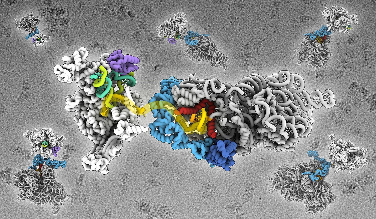 John Innes Centre (@johninnescentre) on Twitter photo PRESS RELEASE - Delivery mechanism discovery resolves gene expression puzzle
International research collaboration has used advanced microscopy to capture in unprecedented detail a critical moment in gene expression.
okt.to/a7YdpF
<a href="/NorwichResearch/">Norwich Research Park</a> <a href="/WebsterMichael0/">Michael Webster</a> PRESS RELEASE - Delivery mechanism discovery resolves gene expression puzzle
International research collaboration has used advanced microscopy to capture in unprecedented detail a critical moment in gene expression.
okt.to/a7YdpF
<a href="/NorwichResearch/">Norwich Research Park</a> <a href="/WebsterMichael0/">Michael Webster</a>