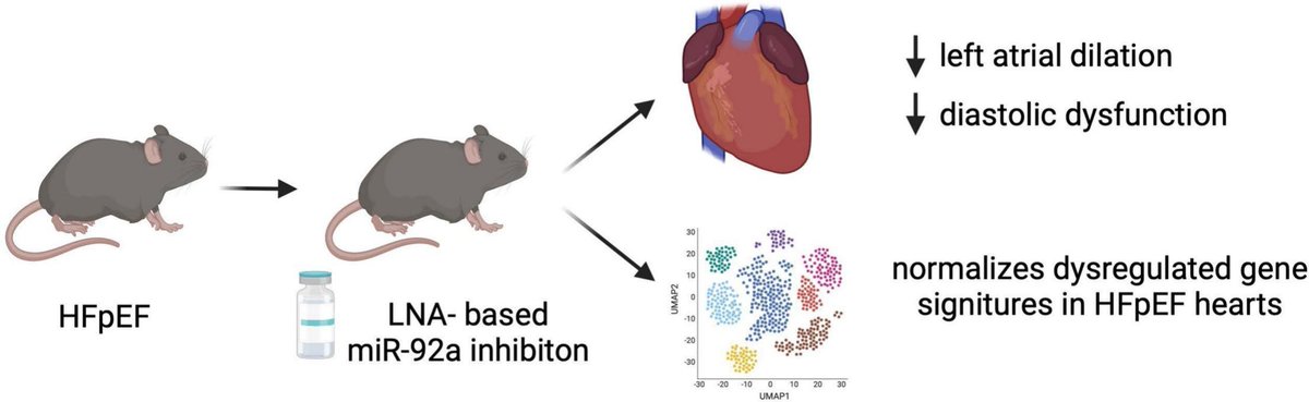Institute of CVR (@instcardreg_ffm) on Twitter photo Find out more on how targeting mir92a or its downstram effectors may hold therapeutic potential in HFpEF! Just published by <a href="/StefanieDimmel1/">Stefanie Dimmeler</a>, <a href="/BadderKattih/">Badder Kattih</a> and colleagues in <a href="/JMCCardiology/">Journal of Molecular and Cellular Cardiology</a>. Thanks to the entire team of the <a href="/InstCardReg_FFM/">Institute of CVR</a>! ➡️sciencedirect.com/science/articl… Find out more on how targeting mir92a or its downstram effectors may hold therapeutic potential in HFpEF! Just published by <a href="/StefanieDimmel1/">Stefanie Dimmeler</a>, <a href="/BadderKattih/">Badder Kattih</a> and colleagues in <a href="/JMCCardiology/">Journal of Molecular and Cellular Cardiology</a>. Thanks to the entire team of the <a href="/InstCardReg_FFM/">Institute of CVR</a>! ➡️sciencedirect.com/science/articl…