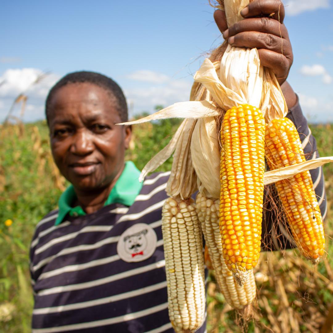 iam_Springfield's tweet photo. Today, we celebrate the farmers and fishers who feed nations and fuel economies. Your dedication sustains communities and builds prosperity. Springfield Group salutes you. Happy Farmer’s Day! #FarmersDay #Resilience https://t.co/0ntUJ2UFkr