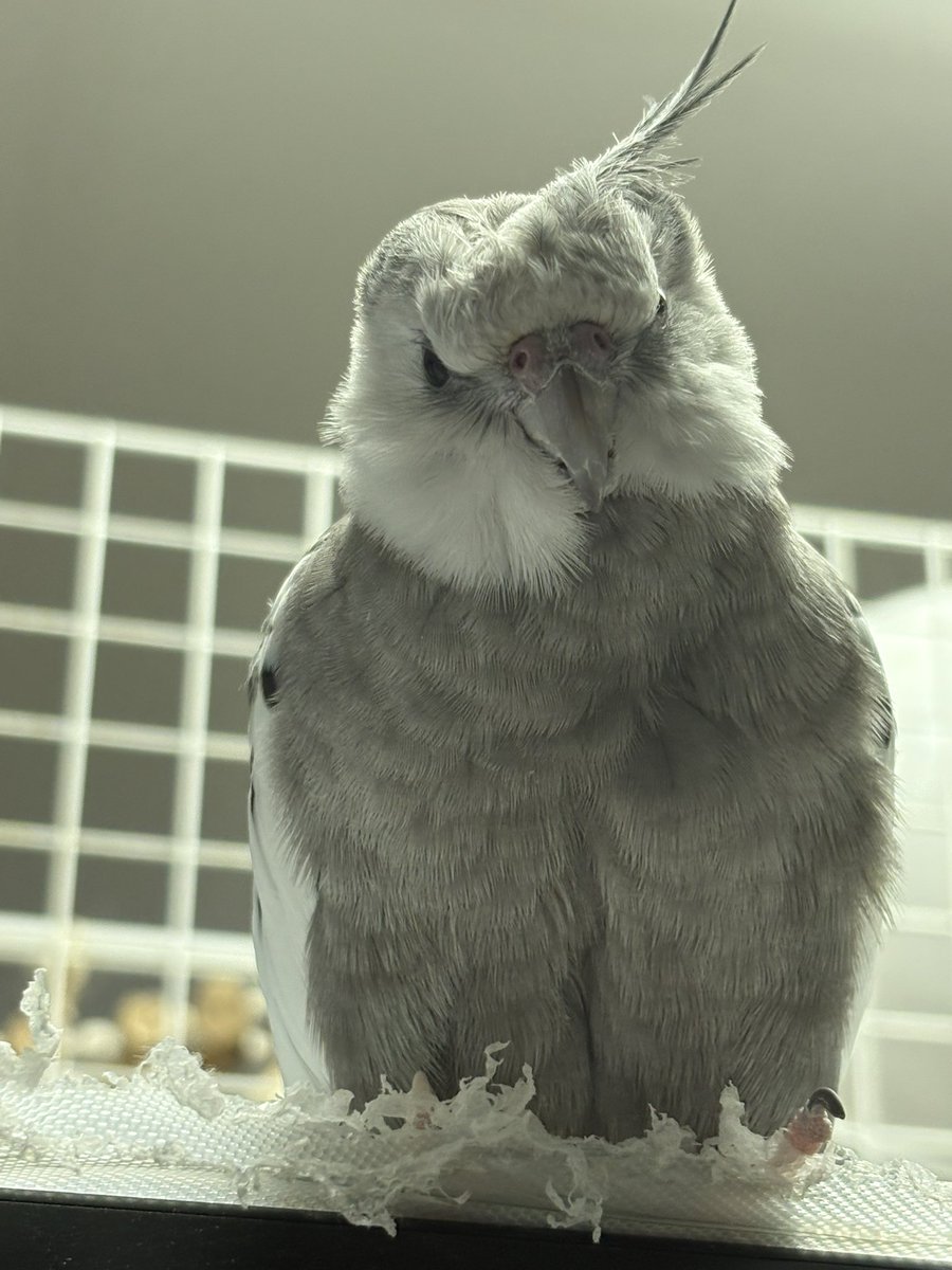 이녀석 정말 부시시하네