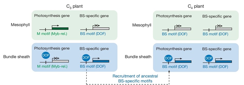Plant Science Research Weekly: December 6. plantae.org/plant-science-…. (2/2) Regulatory regions shape C3 to C4 evolution; Strigolactone perception in rice; Epigenetic aging in plants; Altering PP-InsP levels to mitigate P pollution; Growth-defense trade offs