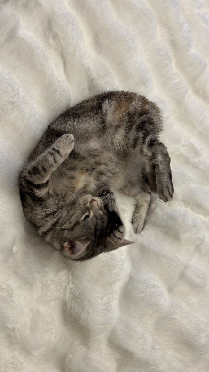kuonyn's tweet photo. ふわふわ毛布買ったらお気に入り(ΦωΦ)

#ネコ #猫 #猫のいる生活 #猫好きさんと繫がりたい #かわいいものが好き #cat #動物 #癒し https://t.co/42jT1N4aBf