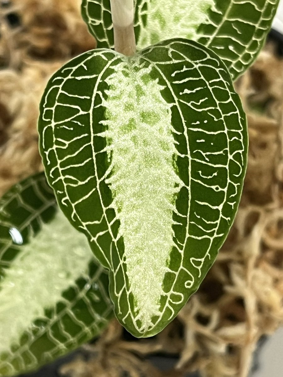 Tetsuya_fuku's tweet photo. Anoectochilus roxburghii 'Alba &White Center'
その1
2023年の春にGAKIさんから購入しました。
それから伸長して、株も増えました。
同じ環境で栽培しているのですが、葉色が異なるので、その2として投稿します。
#anoectochilus
#アネクトキルス
#jewelorchid
#ジュエルオーキッド https://t.co/Yzaml2lefd