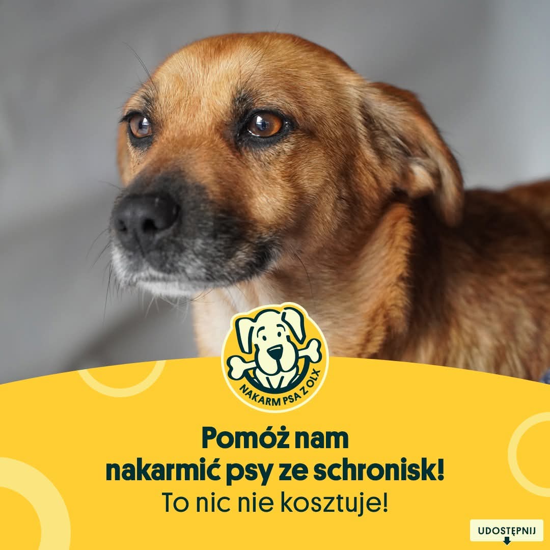Wystartowała 17 edycja akcji "Nakarm Psa z OLX" 🐶