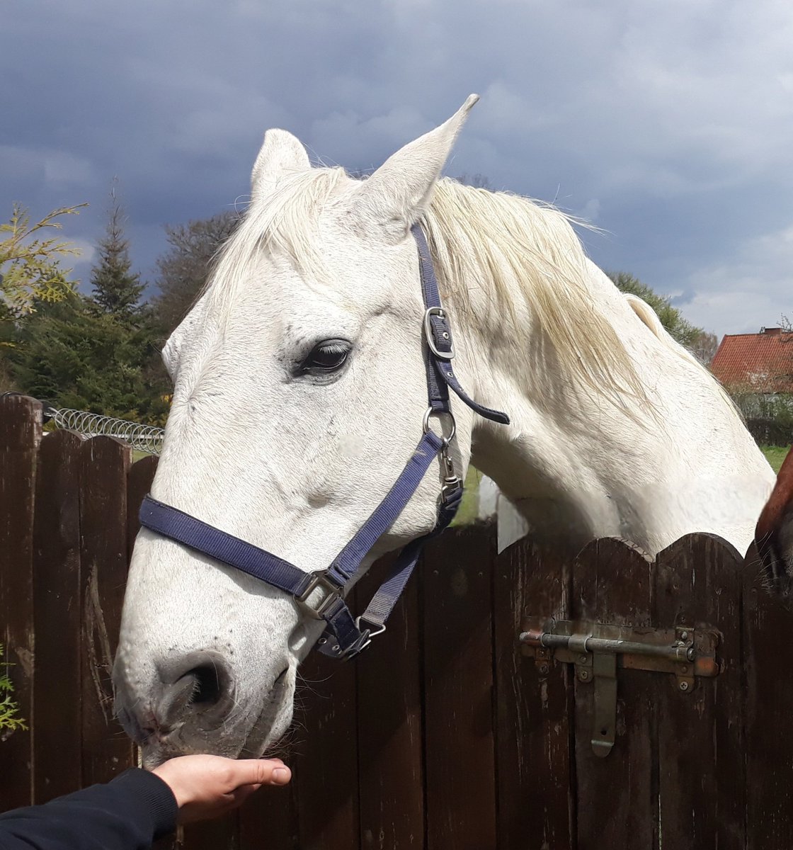 justyna_buszko's tweet image. #AlphabetChallenge #WeekWforWhite