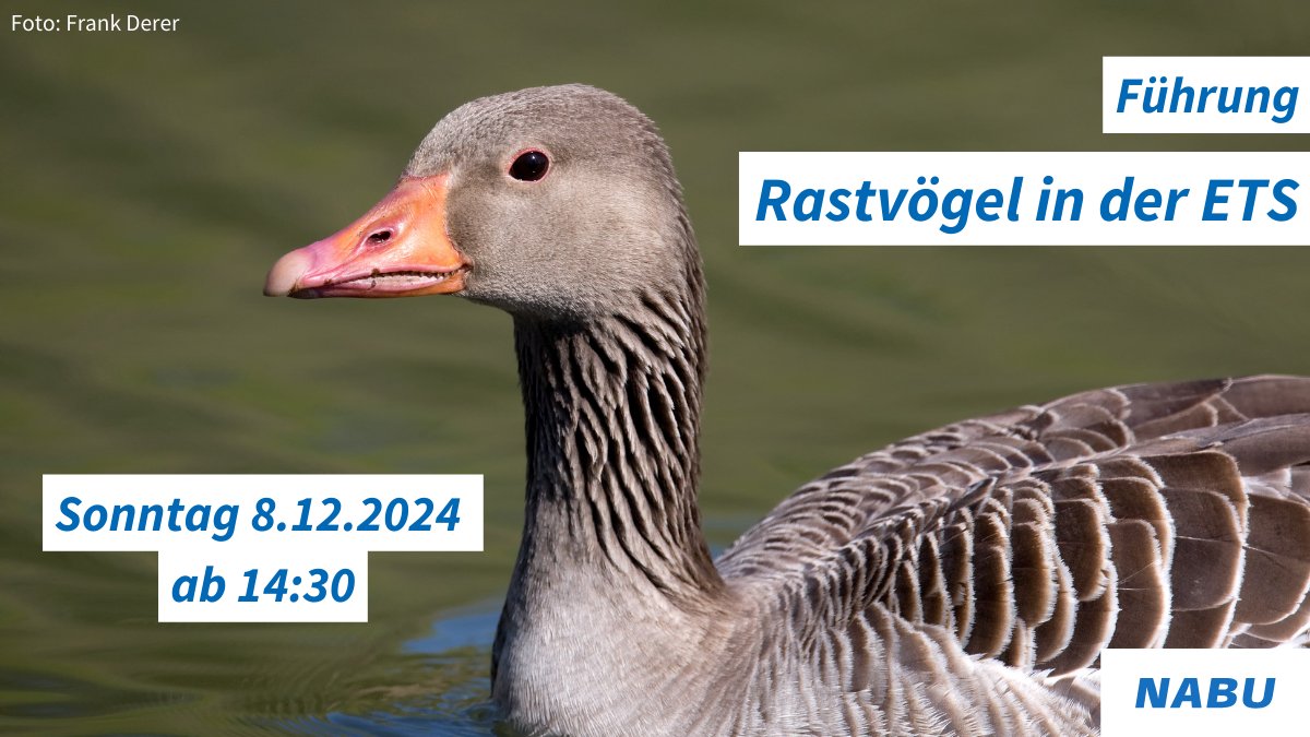 Tausende Gänse, Enten, Schwäne &amp; Watvögel überwintern in der ETS-Niederung. 🦢❄️ Begleite uns am 08.12. (ab. 14:30) auf eine PKW-Exkursion und sei bei dem Spektakel dabei, wenn die verschiedensten Vögel am Schlafgewässer eintreffen.
Jetzt anmelden!
Infos: bergenhusen.nabu.de/umweltbildung/…