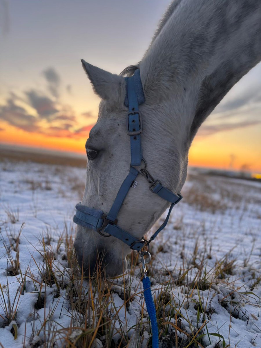 centaurus_found's tweet photo. We absolutely adore photos like these from adoptions!  There's something so special about snowy moments like these. If you have your own heartwarming snapshots, feel free to share them with us—we’d love to see them! https://t.co/T78Msjhl1B