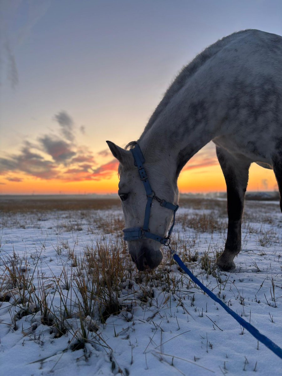 centaurus_found's tweet photo. We absolutely adore photos like these from adoptions!  There's something so special about snowy moments like these. If you have your own heartwarming snapshots, feel free to share them with us—we’d love to see them! https://t.co/T78Msjhl1B