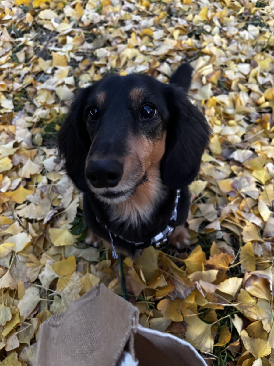 combpapa_com's tweet photo. オレコンブ🐾
銀杏の落ち葉🍂
見沼のドッグランの横

いっぱい歩いたよ
#ミニチュアダックス
#犬のいる暮らし
#犬のいる幸せ https://t.co/Eyo9GiDeYb