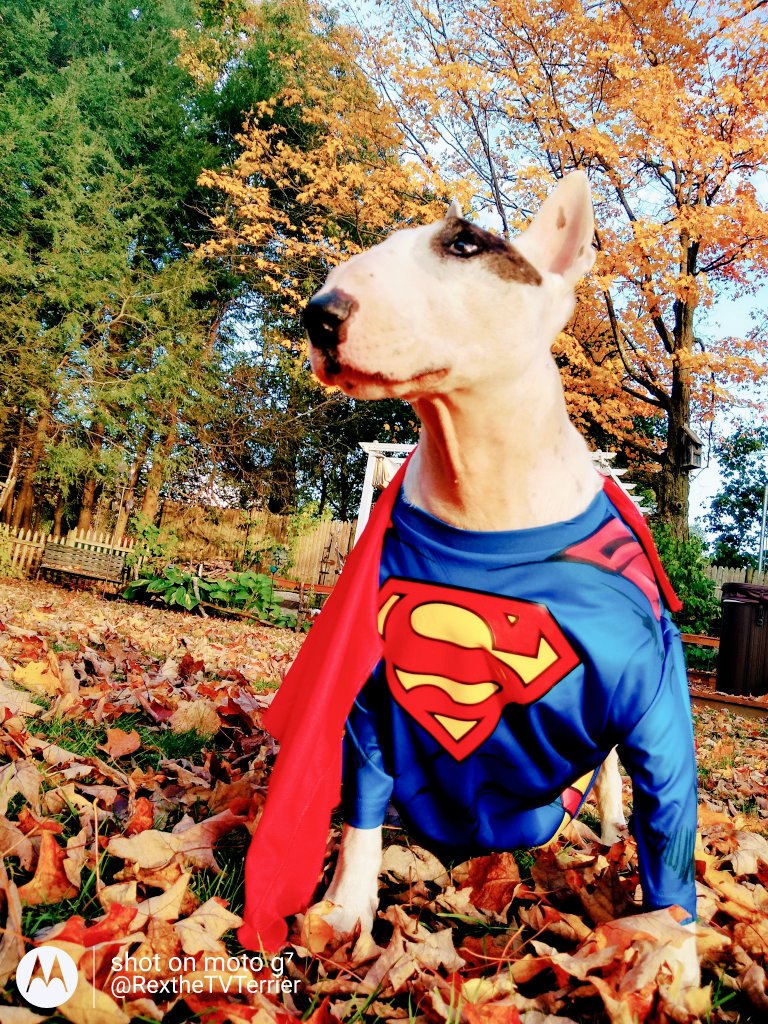 CanadianPenny1's tweet photo. An absolute giant on #dogsoftwitter has left us ๐ I love you @rexthetvterrier. What you've done for those less fortunate is inspiring. We'll all take it from here, fren. Sending โฅ๏ธ to your wonderful family ๐ช๐ https://t.co/gdZtzlIl1c