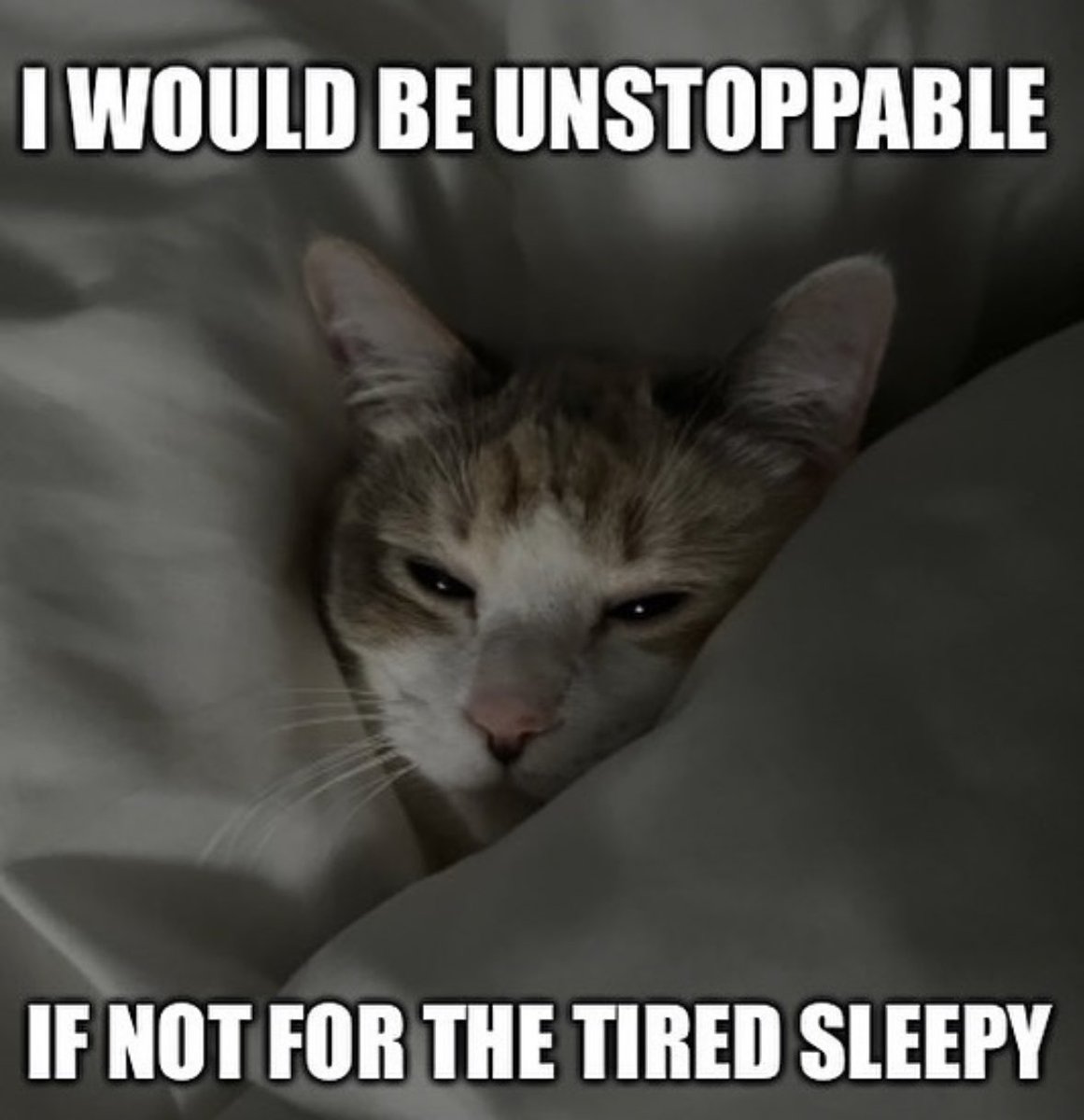 LiterallyMeCats (@literallymecats) on Twitter photo 