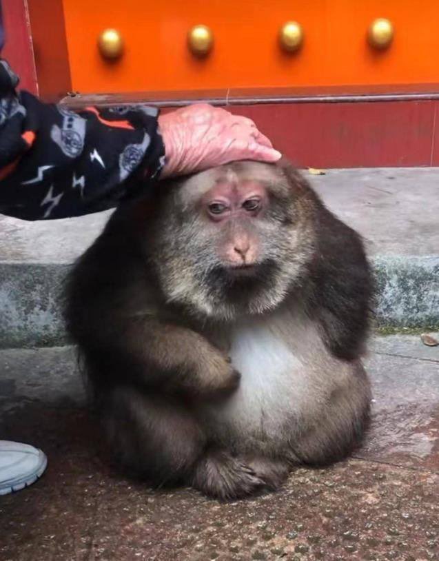 Xing Xing the One-Armed Monkey tweet media