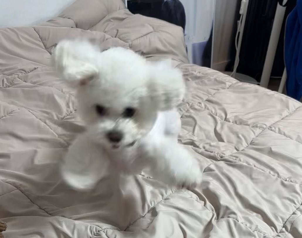 0_ming0507's tweet photo. 강쥐들은 원래 다 날?아?다니는 듯? https://t.co/BFYcDBEhkg