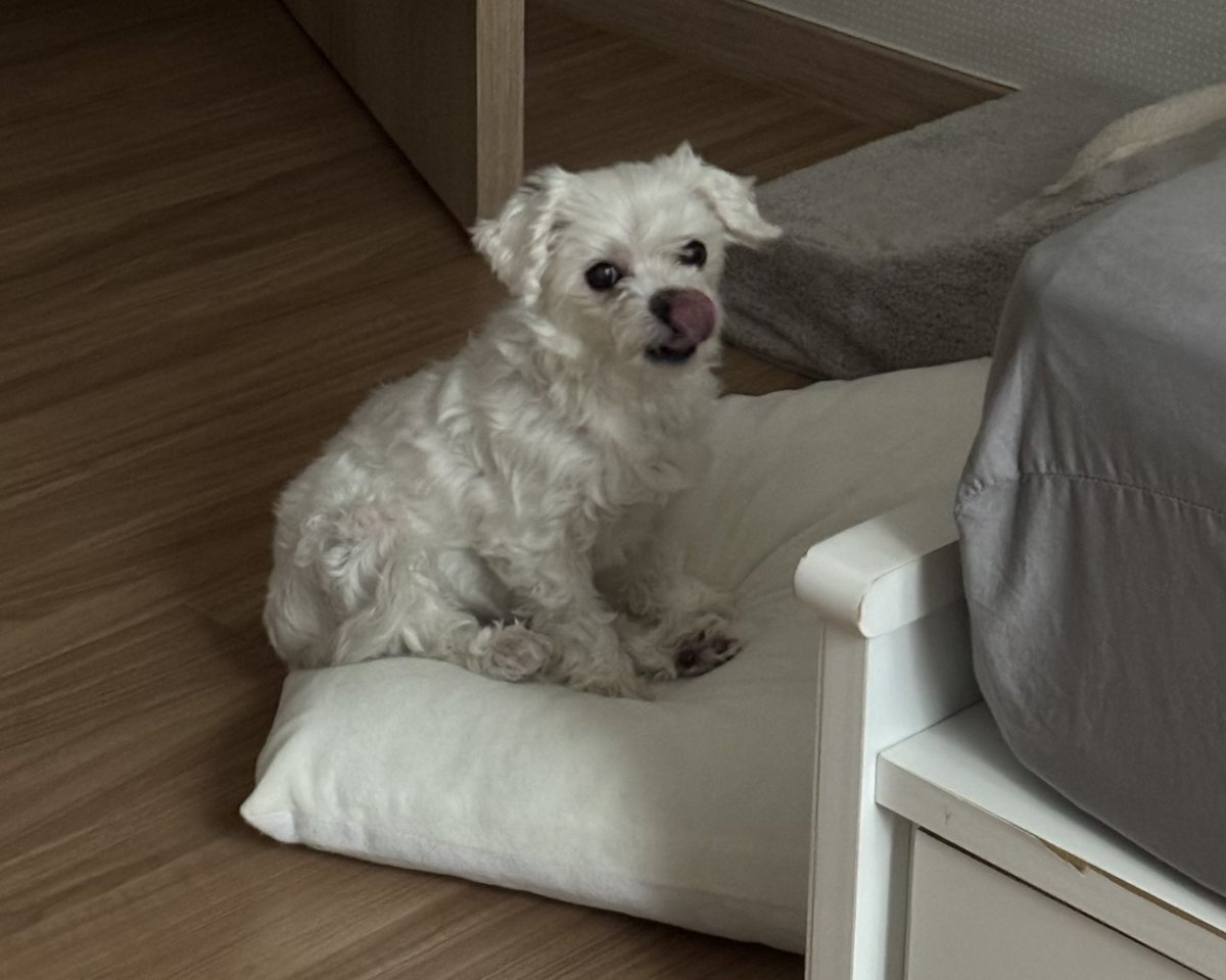 ppoyeppi's tweet photo. GIVE ME A TREAT !

#dog #maltese https://t.co/TB5GFhD6WF