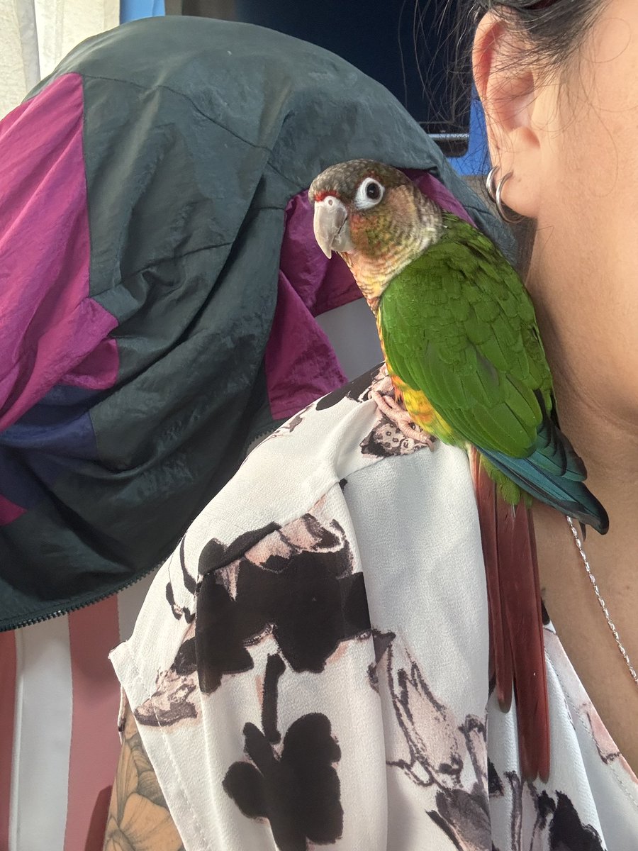 palmerdebra's tweet photo. TGIF from Little Quando and me!! #quando #coneur #featheredbaby #birdfriend https://t.co/n9kNOJ5WDs