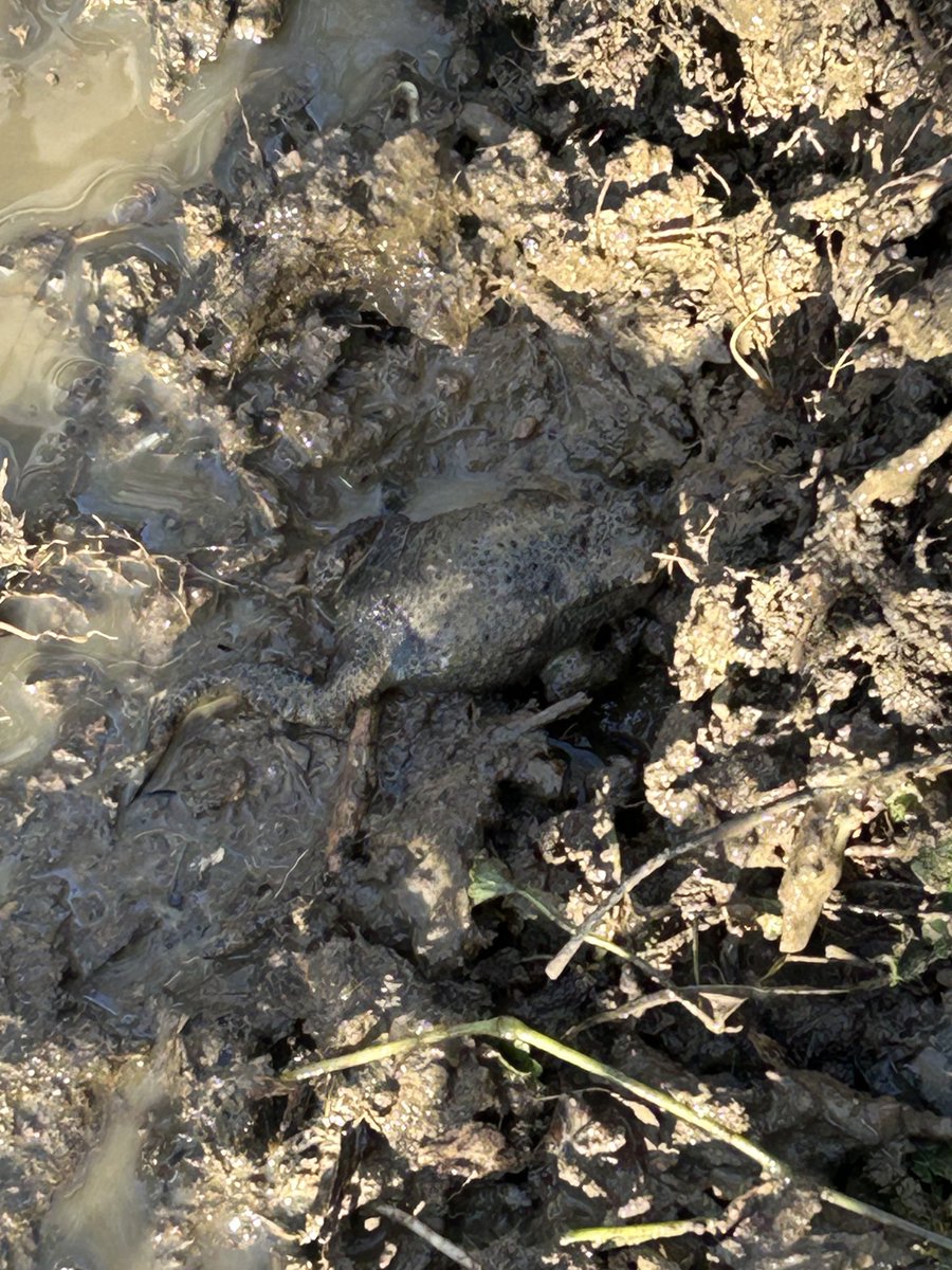 Warnham CE Primary tweet media