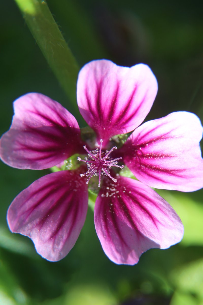 gontanokoneroku's tweet photo. Common Mallow 😁
#FlowerPhotography #MalvaSylvestris #CommonMallow https://t.co/rUNEMTItEC