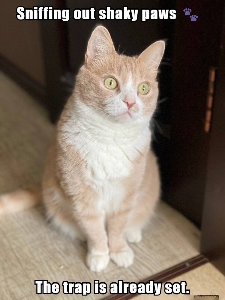 catpersik27's tweet photo. Good morning, my fellow felines! ☀️ Trading tokens? It’s all about timing, fellow cats! First, the silly cats play around, chasing those green candles on the charts like frenzied kittens after a wind-up mouse, then they nap. That’s when the smart cats wake up—buying the dip while it’s quiet. 😼 So, stack up on $PERSIK tokens and aim for longevity. We’re here to prove that some tokens can survive multiple market cycles—just as Muuurrrrad has wisely predicted.

P.S. Apologies, I might have purred your name too loud, @MustStopMurad! 😹 But hey, credit where credit is due!