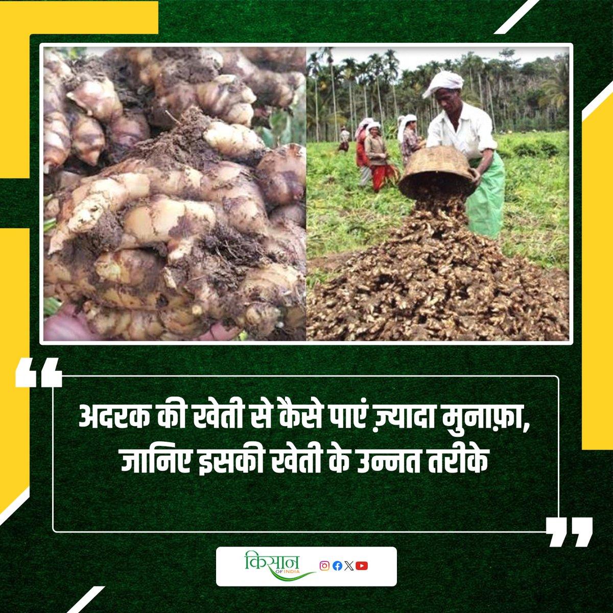 KisanofIndia's tweet photo. अदरक की खेती से कैसे पाएं ज़्यादा मुनाफ़ा, जानिए इसकी खेती के उन्नत तरीके

पूरा पढ़ने के लिए यहां क्लिक करें - https://t.co/fWQuj07lJU

#Kisanofindia #GingerFarming #HighYieldGinger #GingerCultivation #GingerProfit https://t.co/HS8qI5mNuw