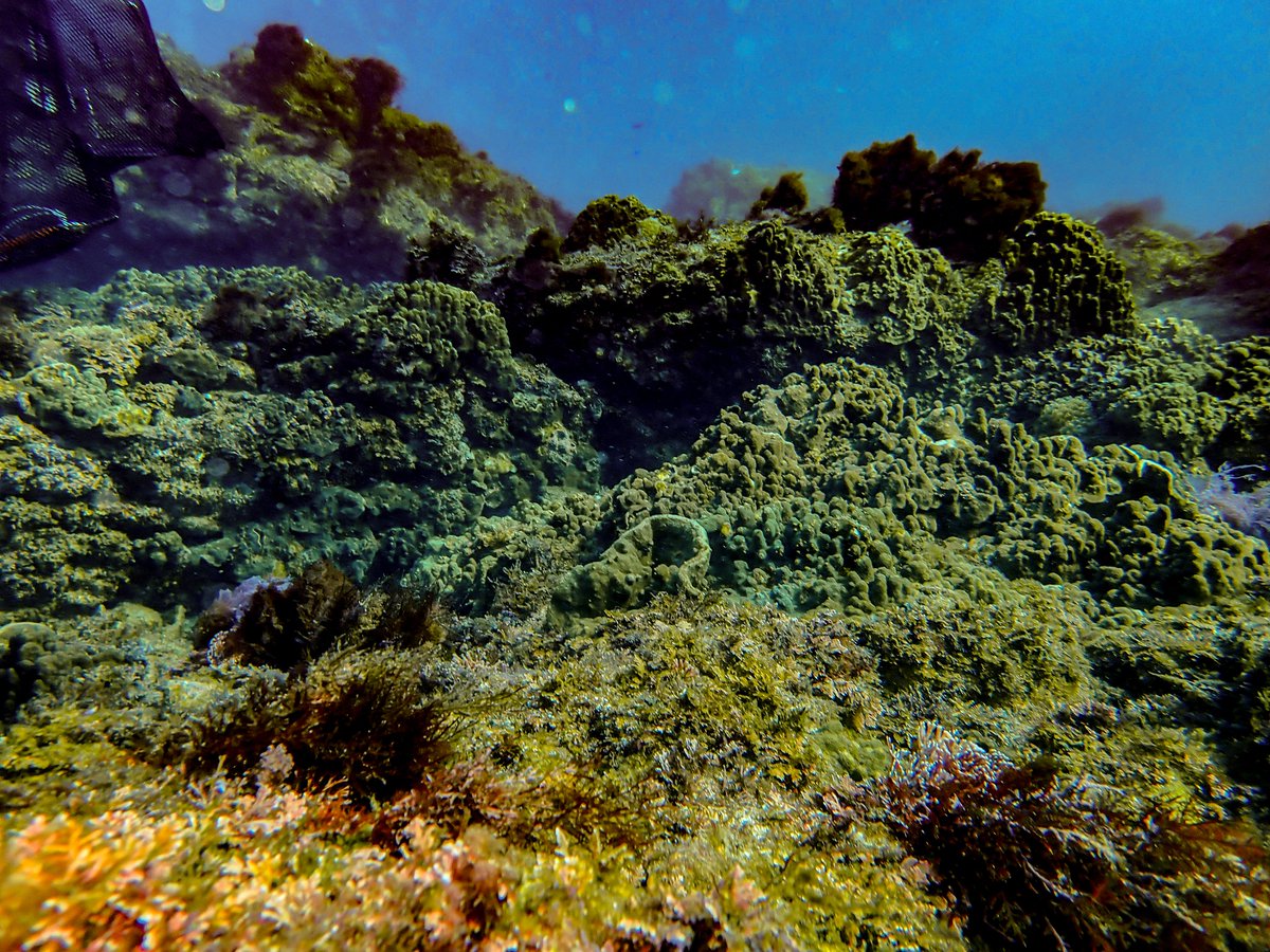 Colin Anthony (@colinjanthony) on Twitter photo Very appreciative of <a href="/AgoRemix/">Agostini Sylvain</a> for letting <a href="/ruiyuan_liu/">Ruiyuan Liu</a> and I get some temperate reef diving in the last couple days! Very appreciative of <a href="/AgoRemix/">Agostini Sylvain</a> for letting <a href="/ruiyuan_liu/">Ruiyuan Liu</a> and I get some temperate reef diving in the last couple days!