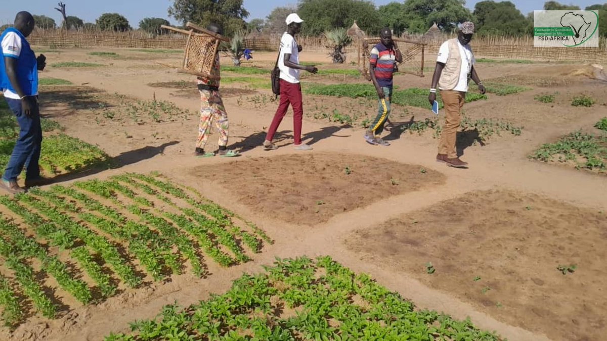 Fsd_Africa's tweet photo. π Anger_nger Payam, G.E. County
A @FAOSouthSudan and @mafs_ss visit through #BRLTC has empowered the communities advancing agricultural techniques, food security, & fostering sustainable growth. The community's resilience and advancement are truly motivating. @NorwayinSSudan πΎ https://t.co/IypKTZlJ4T